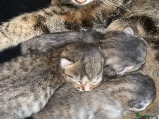 Mixed Breed cats Beautiful grey and ginger kittens - Advert 3