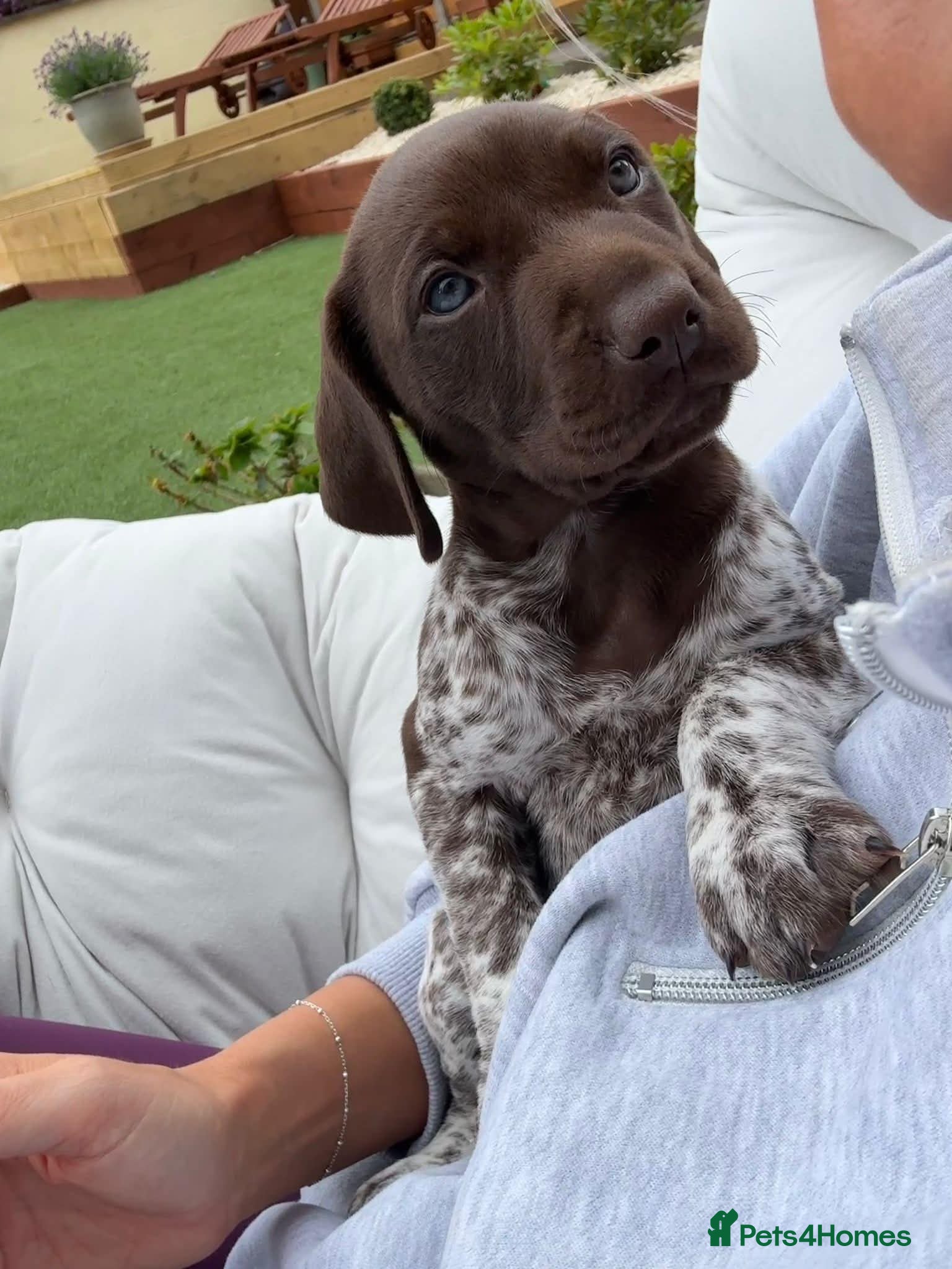 German Shorthaired Pointer dogs ***STUNNING KC GERMAN SHORTHAIRED POINTERS PUPS*** - Advert 1