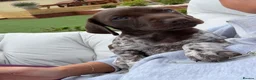 German Shorthaired Pointer dogs for sale: ***STUNNING KC GERMAN SHORTHAIRED POINTERS PUPS*** - Advert 1