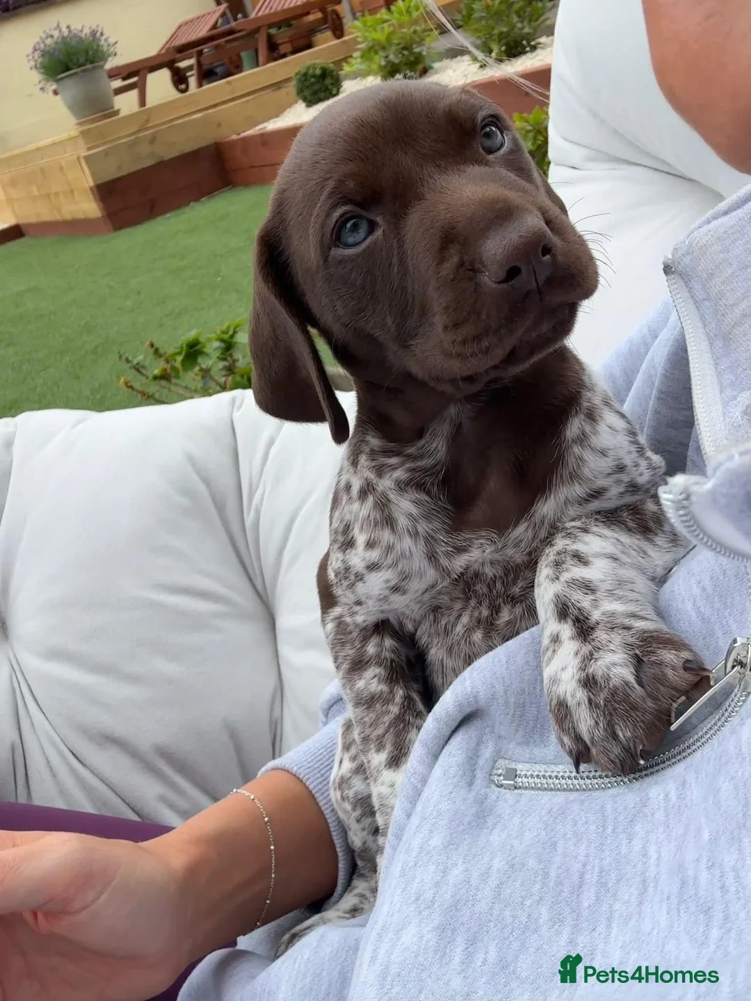 German Shorthaired Pointer dogs for sale: ***STUNNING KC GERMAN SHORTHAIRED POINTERS PUPS*** - Advert 1