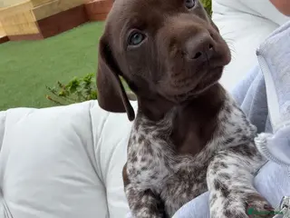 German Shorthaired Pointer dogs ***STUNNING KC GERMAN SHORTHAIRED POINTERS PUPS*** - Advert 1