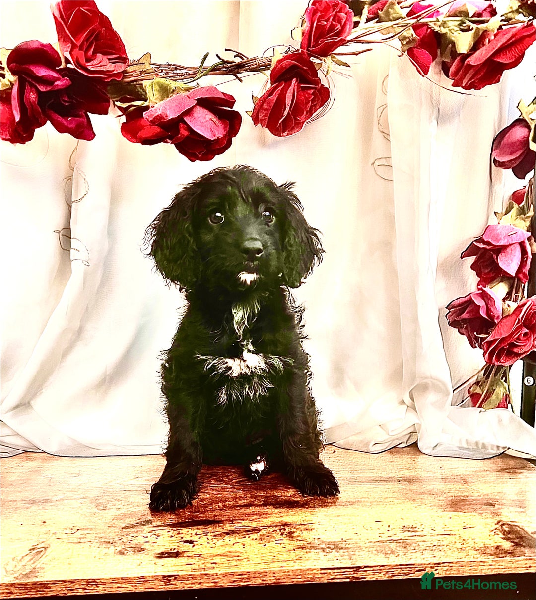 Cockapoo dogs for sale: Quality F1 Cockapoo Puppies GIRLS Various pricing  - Image 23