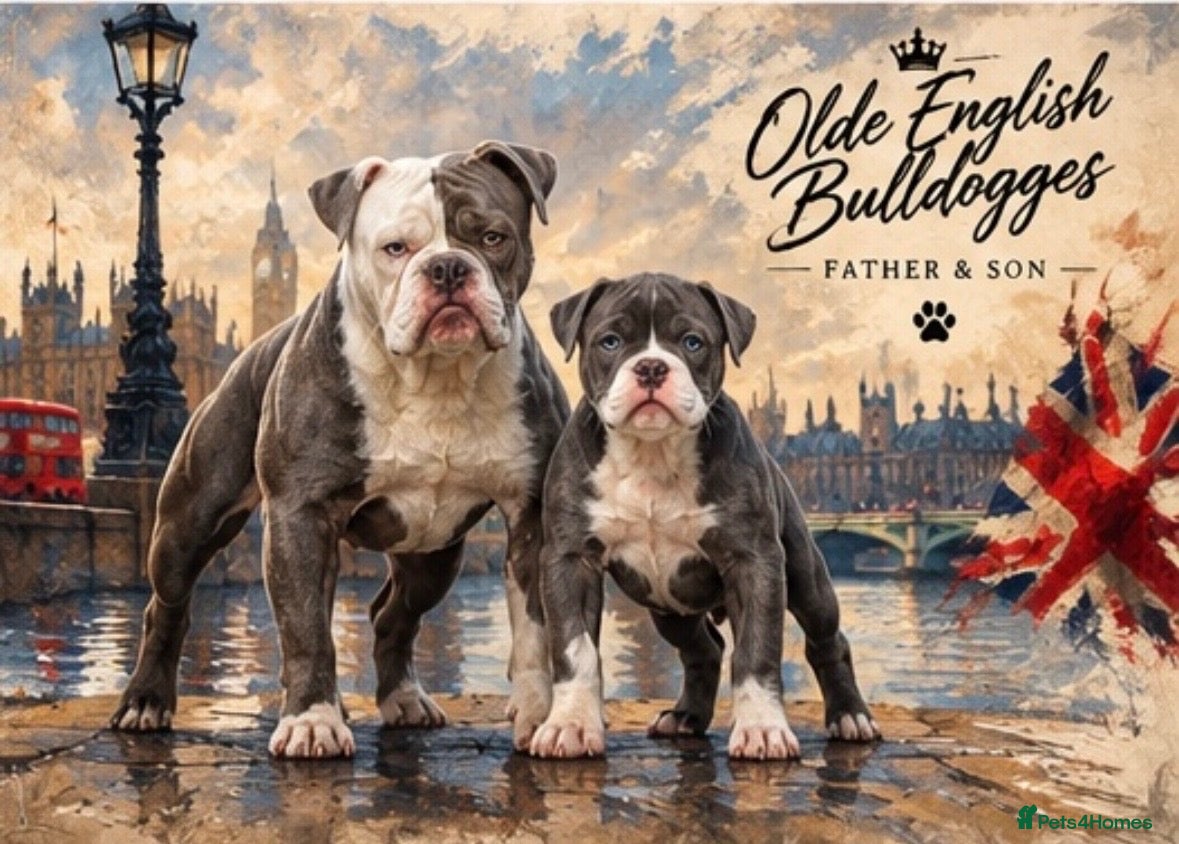 Old Tyme Bulldog dogs Trusted breeder of 24 years  - Advert 2