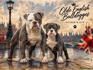Old Tyme Bulldog dogs Trusted breeder of 24 years - Advert 2