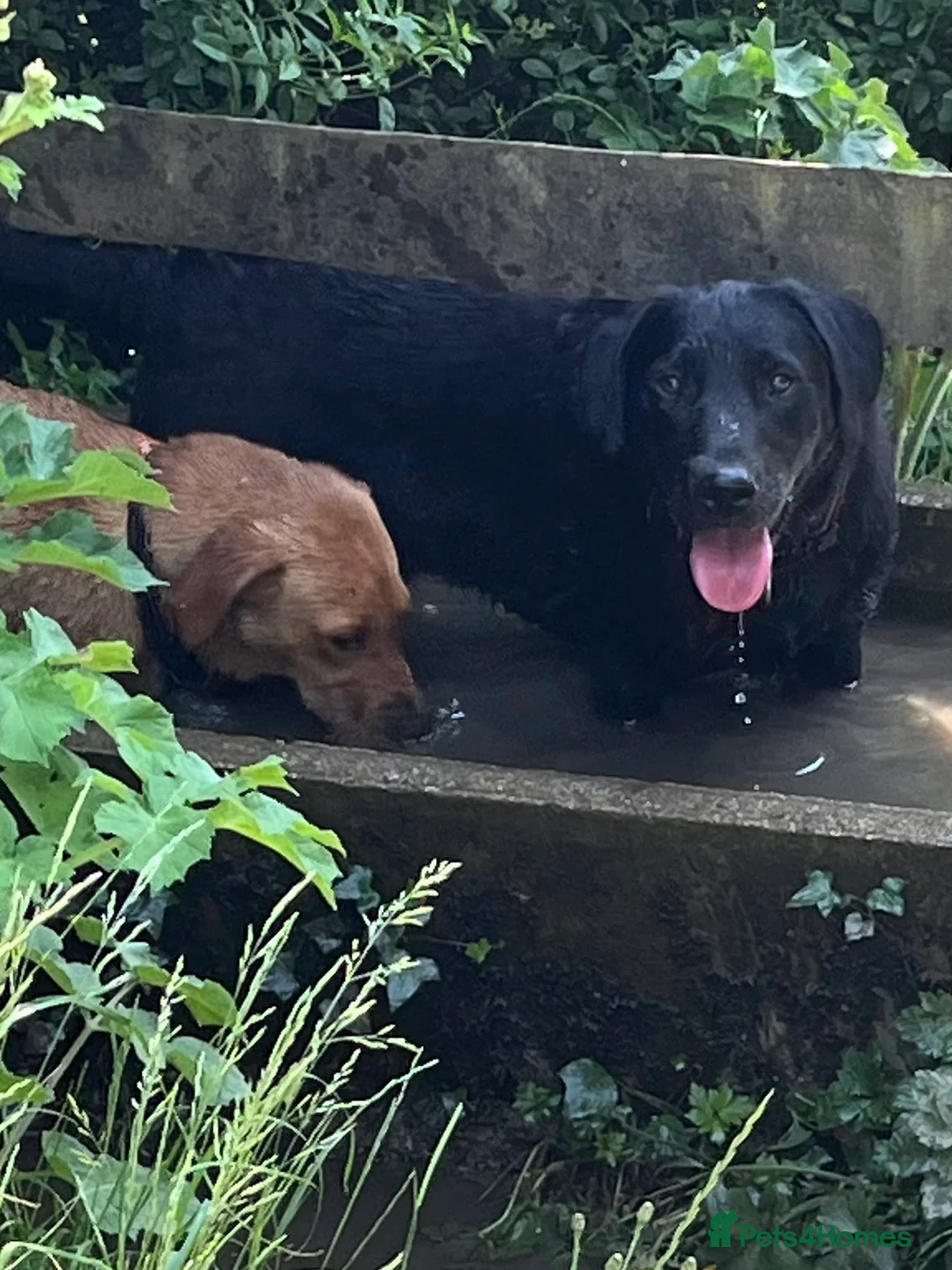 Labrador Retriever dogs for stud: Proven, KC Reg, fully health tested Labrador stud - Advert 9