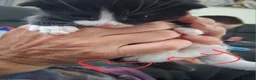 Mixed Breed cats for sale: Black and white kittens  - Advert 2