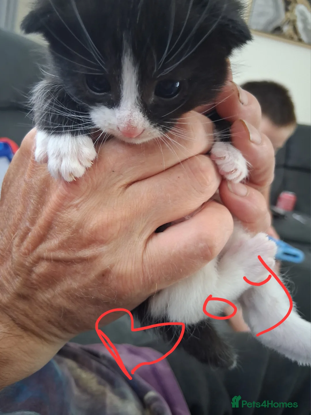 Mixed Breed cats for sale: Black and white kittens  - Advert 2