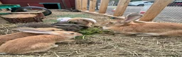 Continental Giant rabbits for sale: Giant conti with giant french lop - Advert 6
