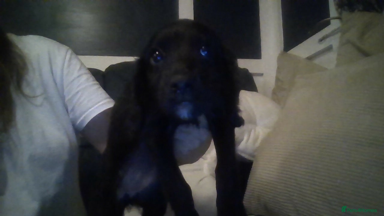 Mixed Breed dogs cockapoo x collie poo - Advert 2