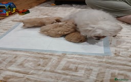 Maltipoo dogs for sale: Maltypoo pups - Image 5