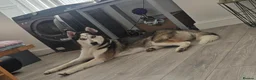 Huskita dogs for sale: Leito  - Advert 4