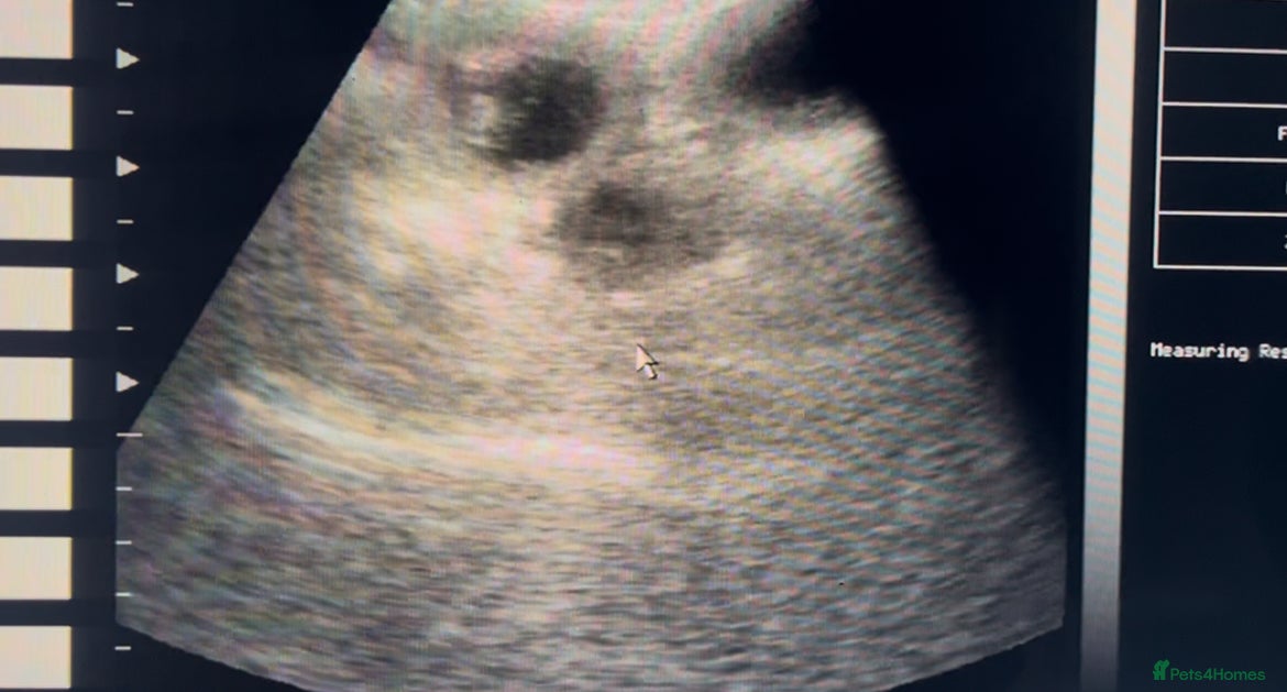 Cavalier King Charles Spaniel dogs DUE 23rd DEC - KC DNA HEART EYE CHAMPION LINES - Advert 6