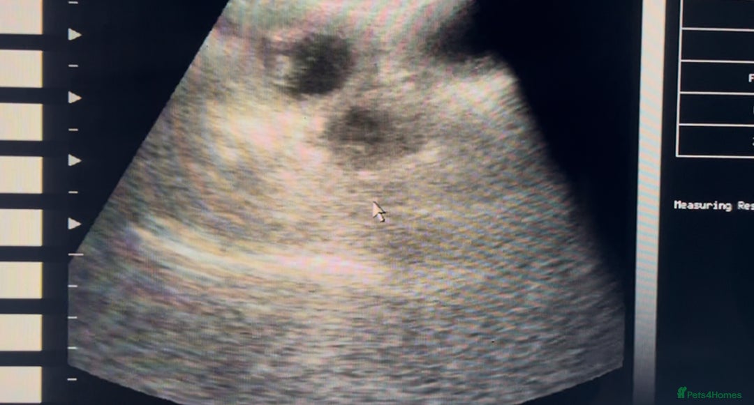 Cavalier King Charles Spaniel dogs for sale: DUE 23rd DEC - KC DNA HEART EYE CHAMPION LINES - Advert 1