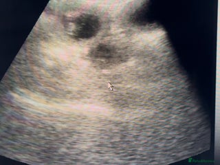 Cavalier King Charles Spaniel dogs DUE 23rd DEC - KC DNA HEART EYE CHAMPION LINES - Advert 6