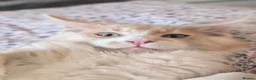 Maine Coon cats for sale: 3 male Mainecoons  - Advert 19