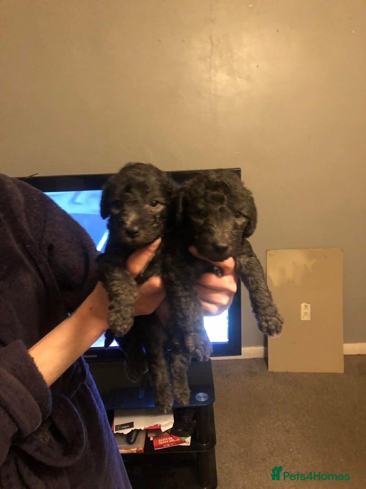 Bedlington Terrier dogs Male Bedlington puppies - Advert 1