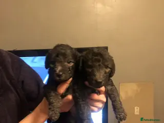 Bedlington Terrier dogs Male Bedlington puppies - Advert 2