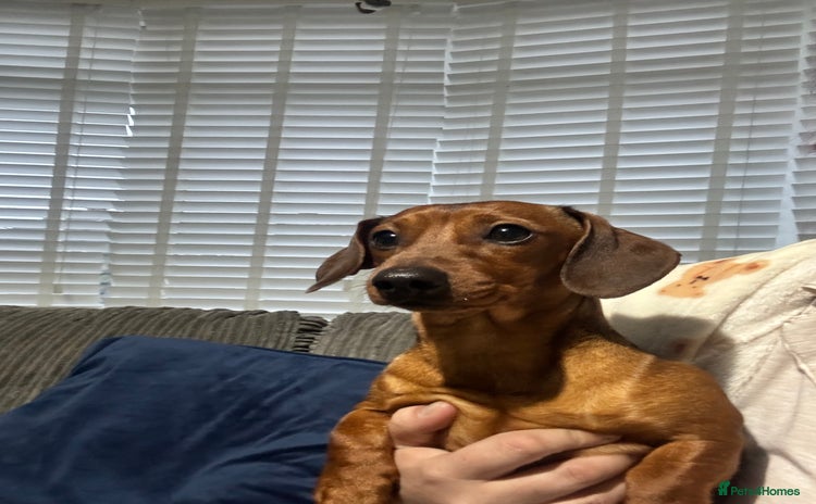 Miniature Dachshund dogs - Advert 2
