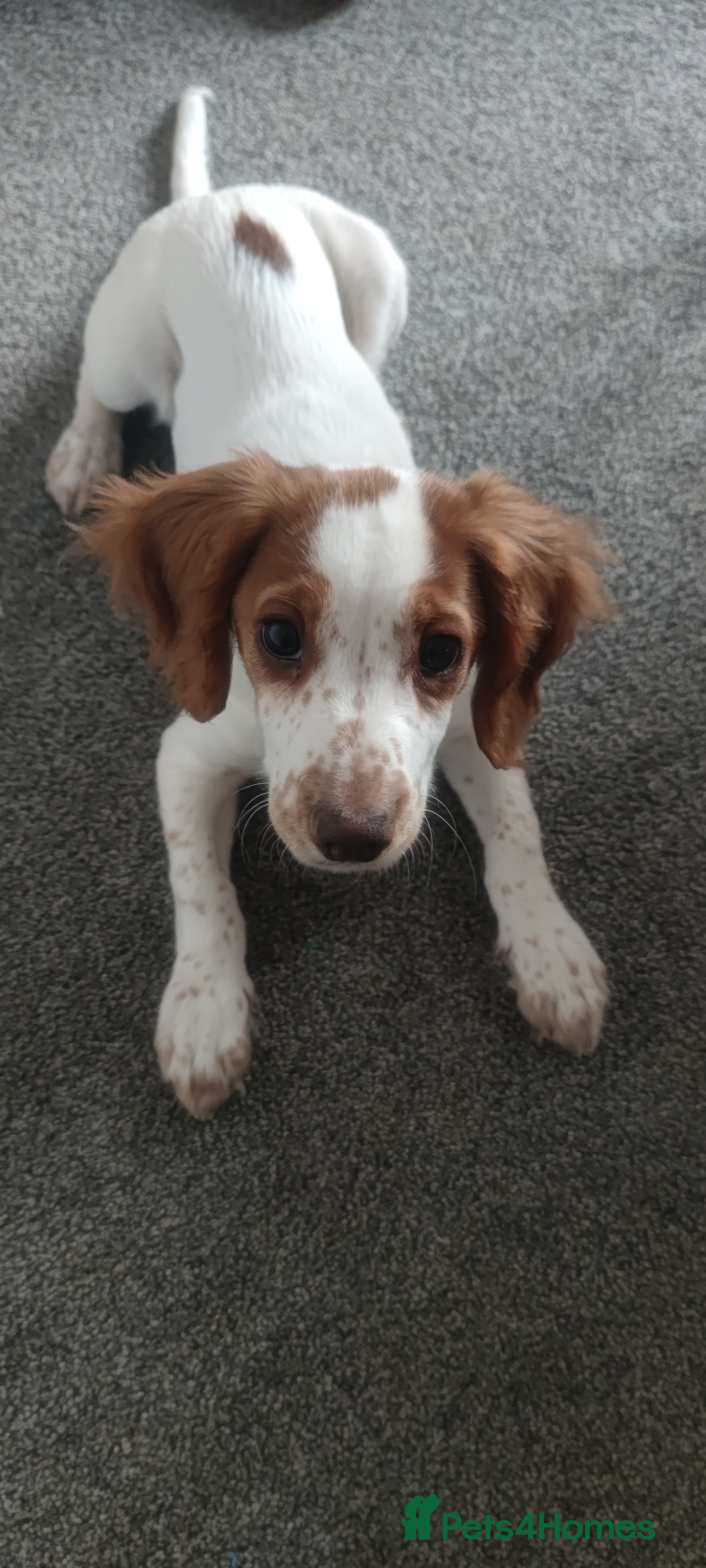 Cocker Spaniel dogs 1 year old Cocker Spaniel - Advert 18