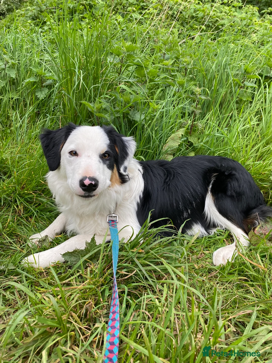 Border Collie dogs for stud: Tri coloured border collie for stud in Stafford - Advert 8