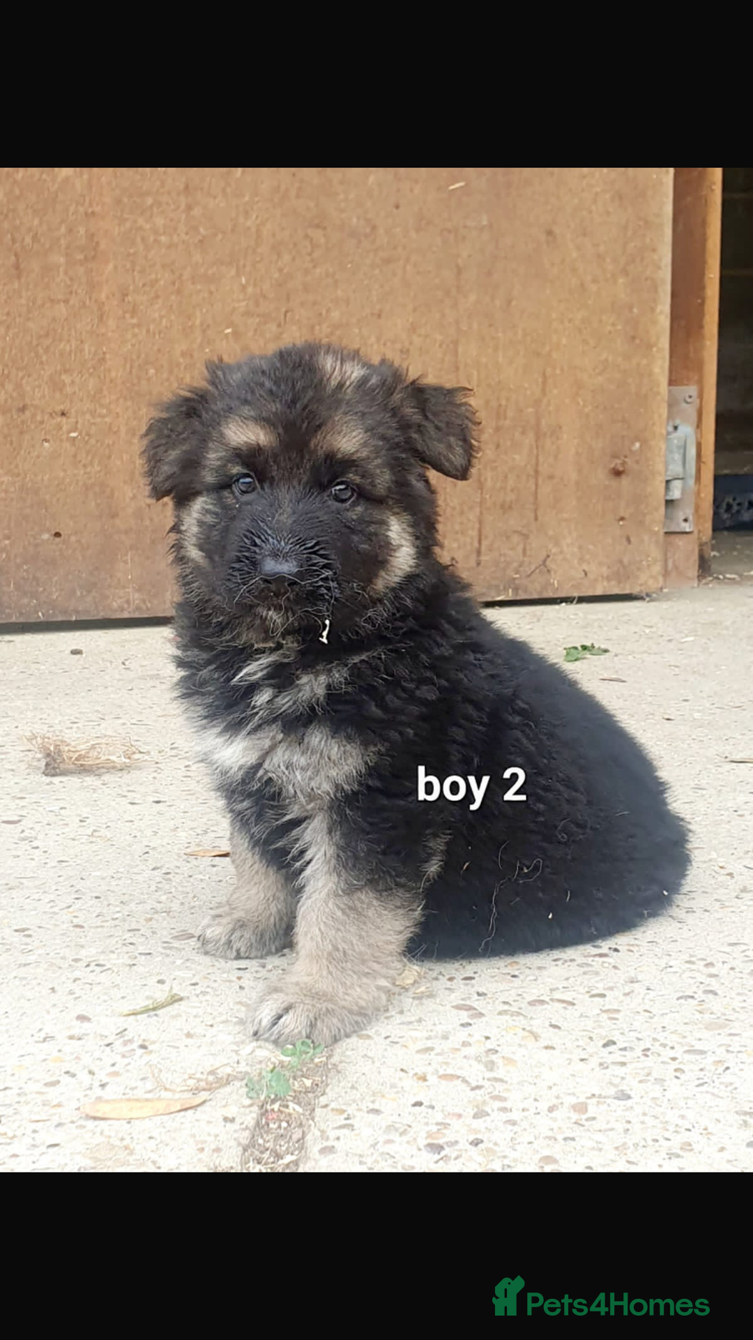 German Shepherd dogs for sale: Wow.Beautiful Homebred German Shepherd Puppies - Image 4