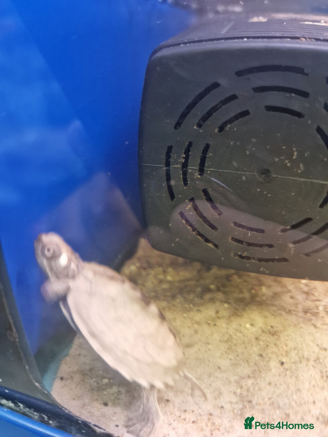 Turtle reptiles for sale: Baby Turtles Available..Musk, Map, Cooter, Reeves  - Advert 7