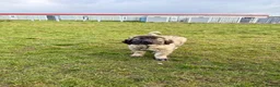 Caucasian Shepherd Dog dogs for sale: Caucasian Shepard Ovcharka ❤️top of the breed ❤️ - Advert 3