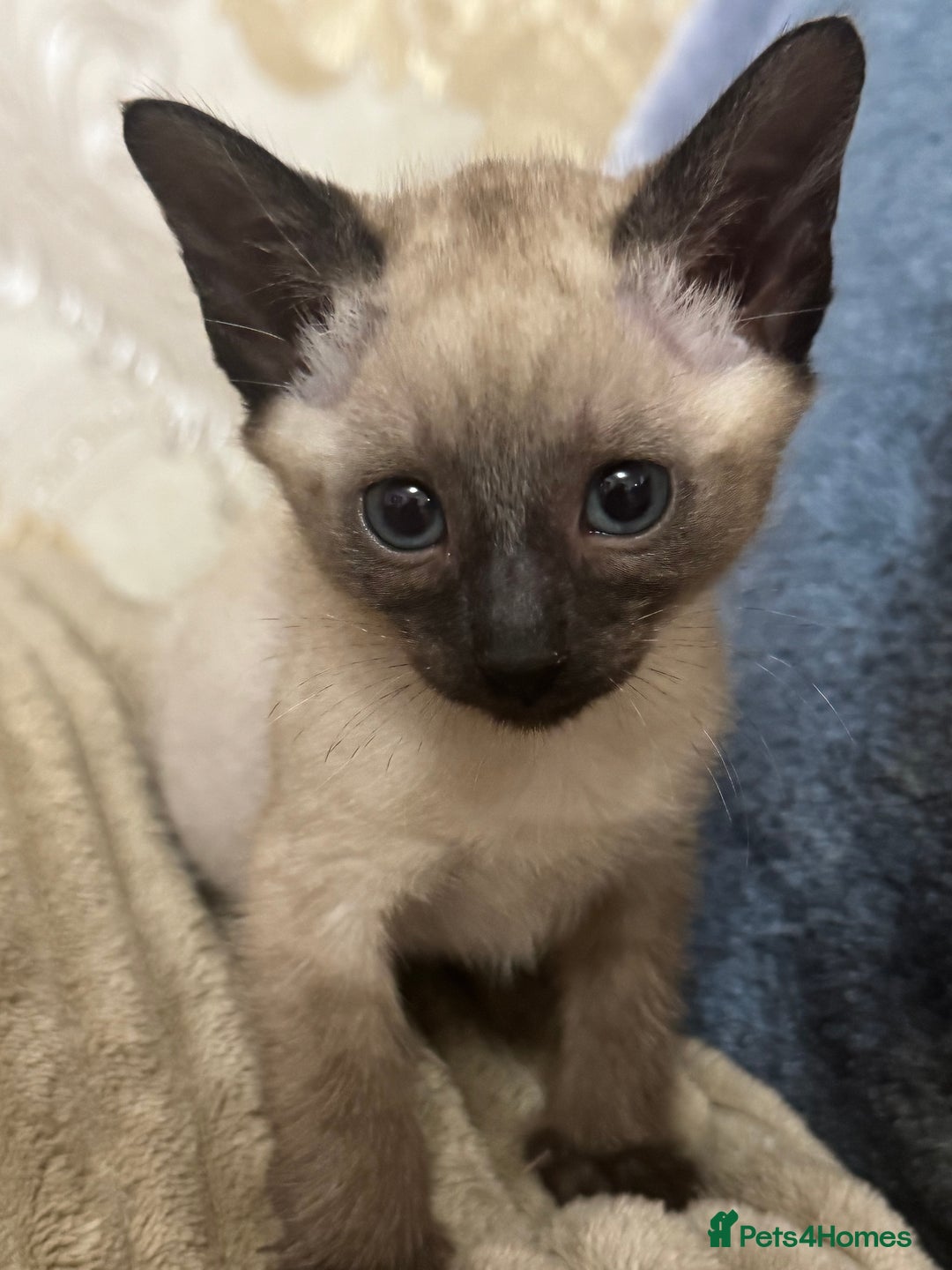 Siamese cats for sale: Seal point Siamese kittens - Advert 7