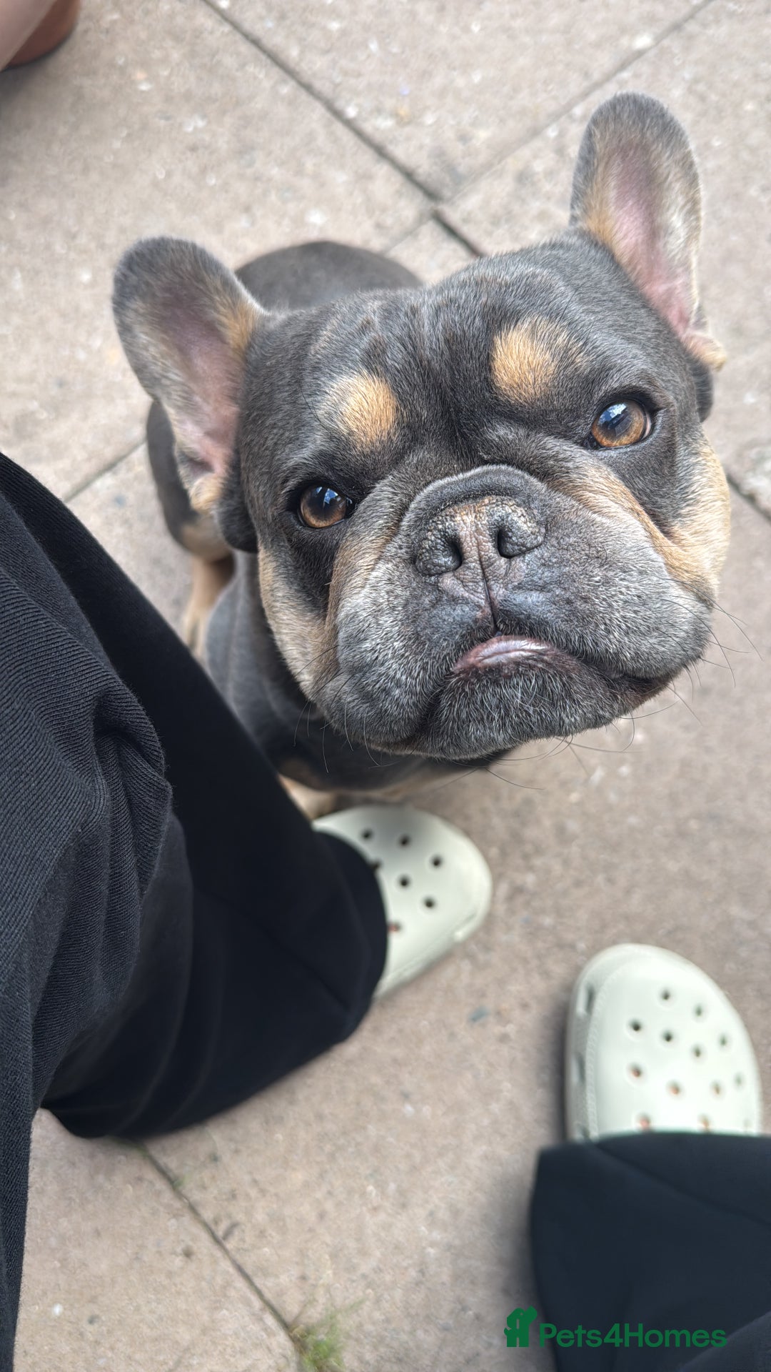 French Bulldog dogs for stud: Bleu Law - Advert 5