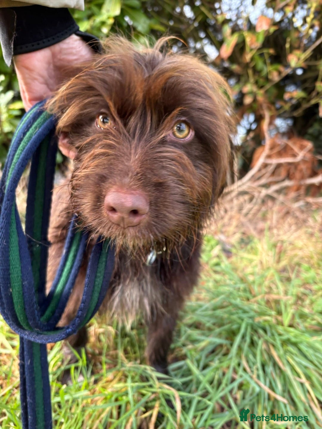 Mixed Breed dogs for adoption: Hazel - Norwich Norfolk  - Advert 12