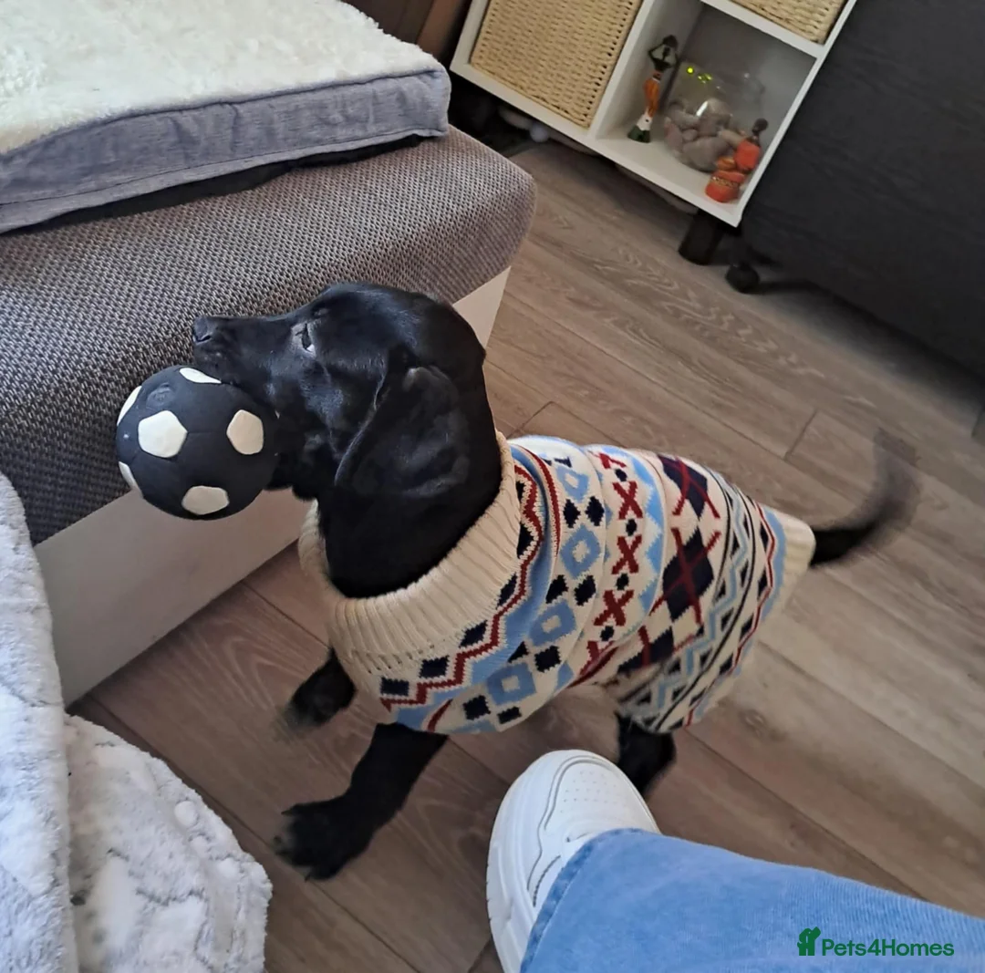 Mixed Breed dogs for sale: ollie  - Advert 2