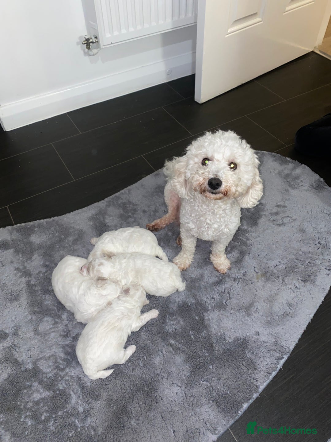 Bichon Frise dogs for sale: Beautiful Bichon frise puppies - Advert 19