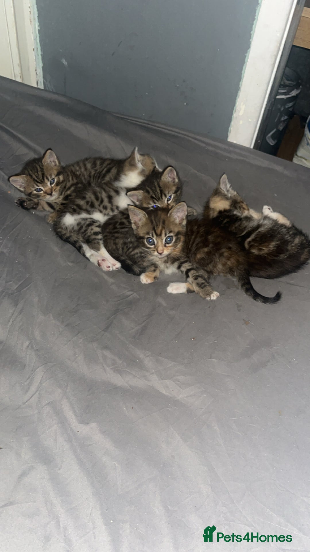 Mixed Breed cats for sale: Cats for sale !!! - Image 1