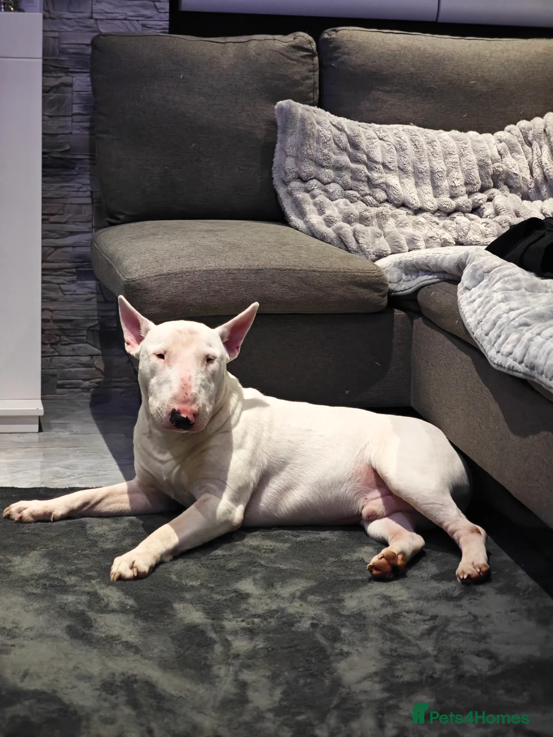 English Bull Terrier dogs for sale: English Bull Terrier  - Advert 7