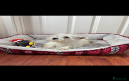 West Highland Terrier dogs for sale: 4 stunning west highland terrier puppies for sale - Image 8