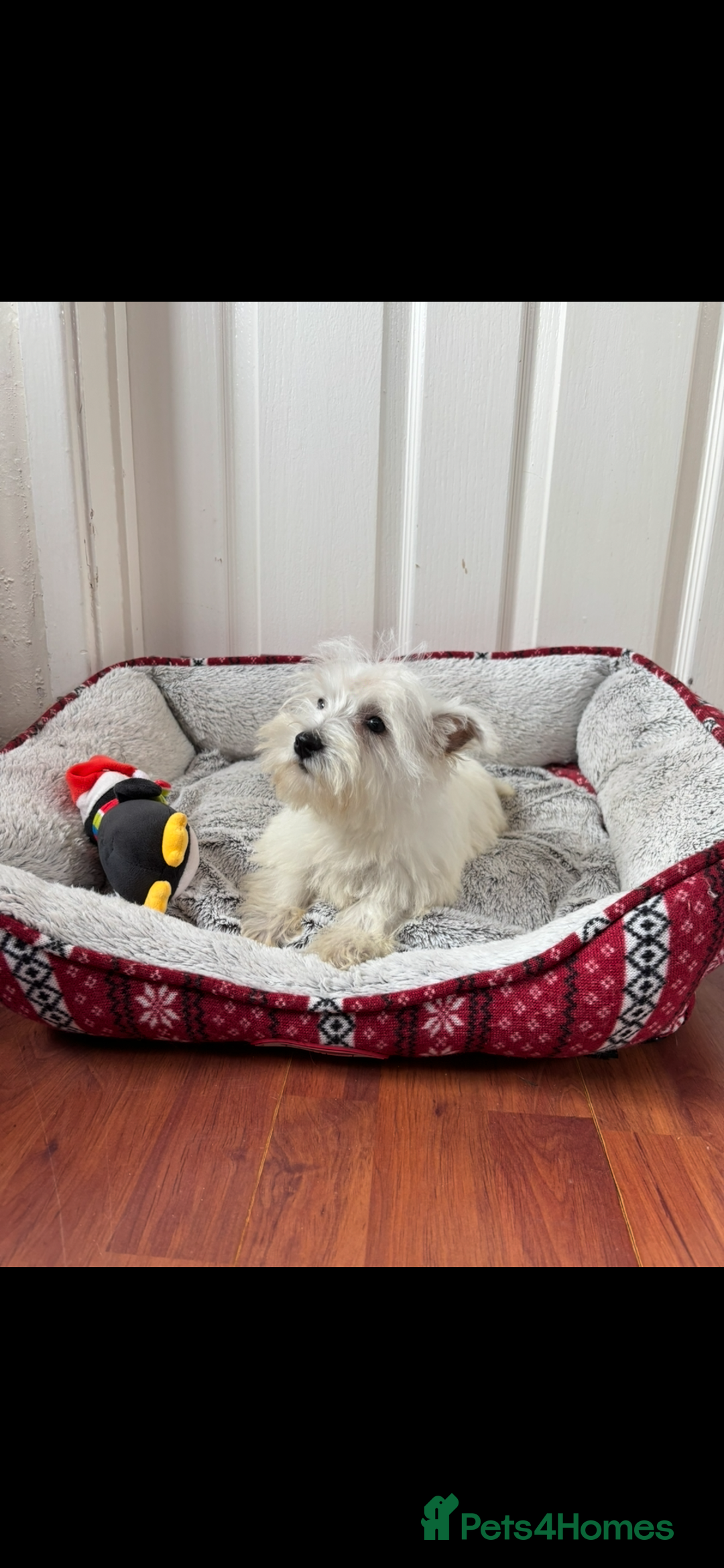 West Highland Terrier dogs for sale: 4 stunning west highland terrier puppies for sale - Image 8