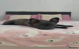French Bulldog dogs for sale: French bulldog pup  - Image 7