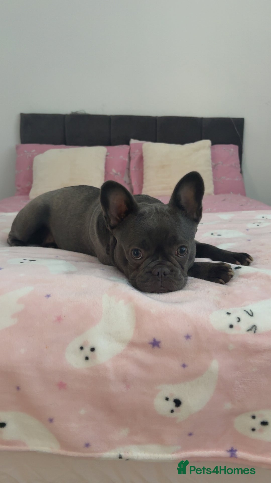 French Bulldog dogs for sale: French bulldog pup  - Image 7