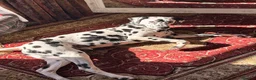 Dalmatian dogs for sale: Goose| 11month old Dalmatian  in Warrington - Advert 4