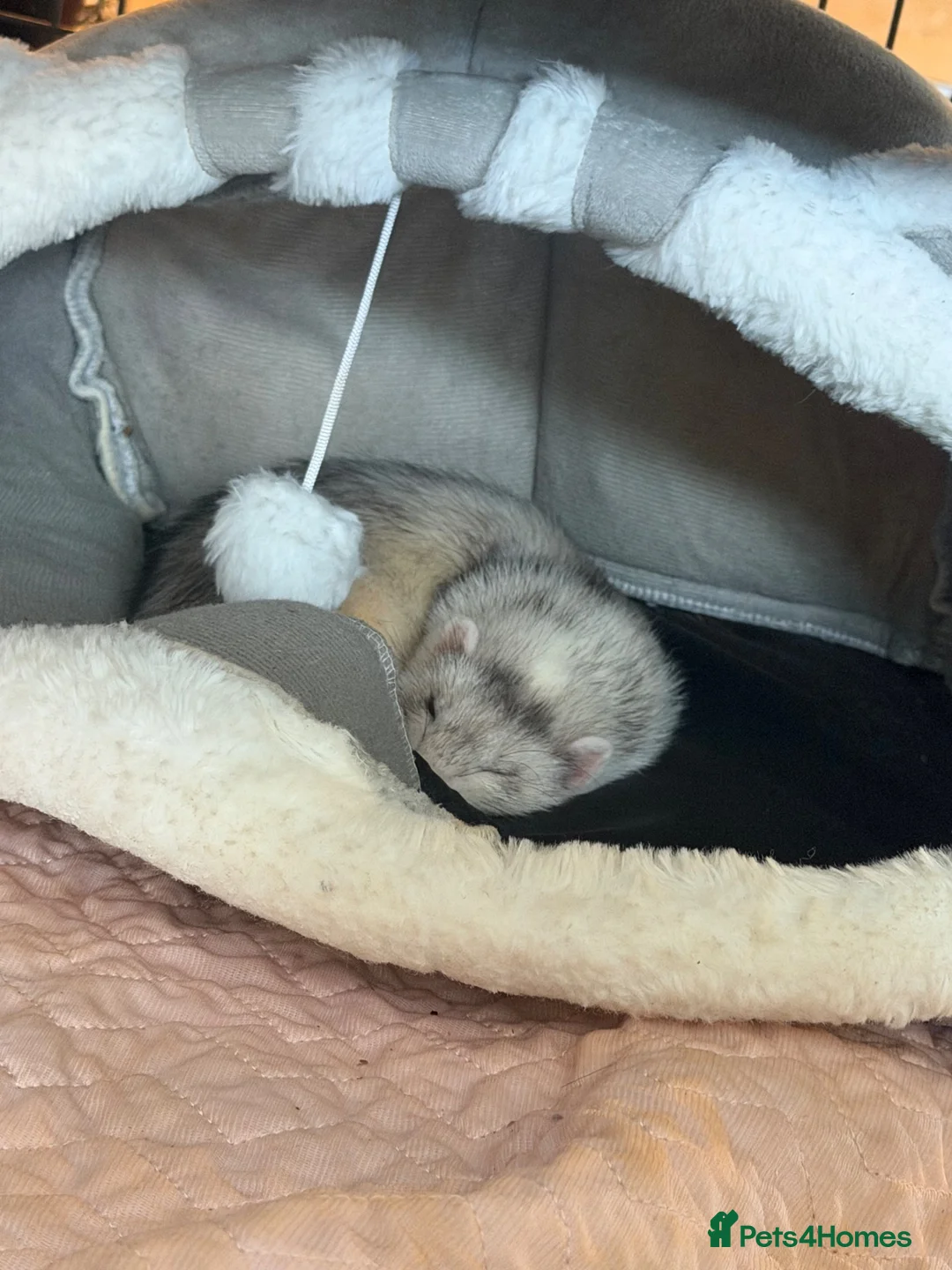 Ferret rodents for sale: Silver ferret - Advert 5