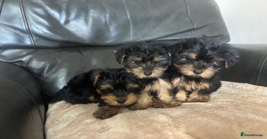 Yorkshire Terrier dogs - Advert 6