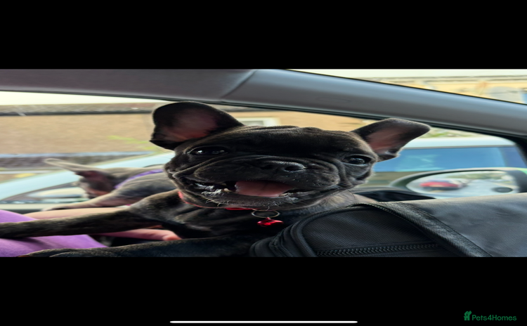 French Bulldog dogs - Advert 5