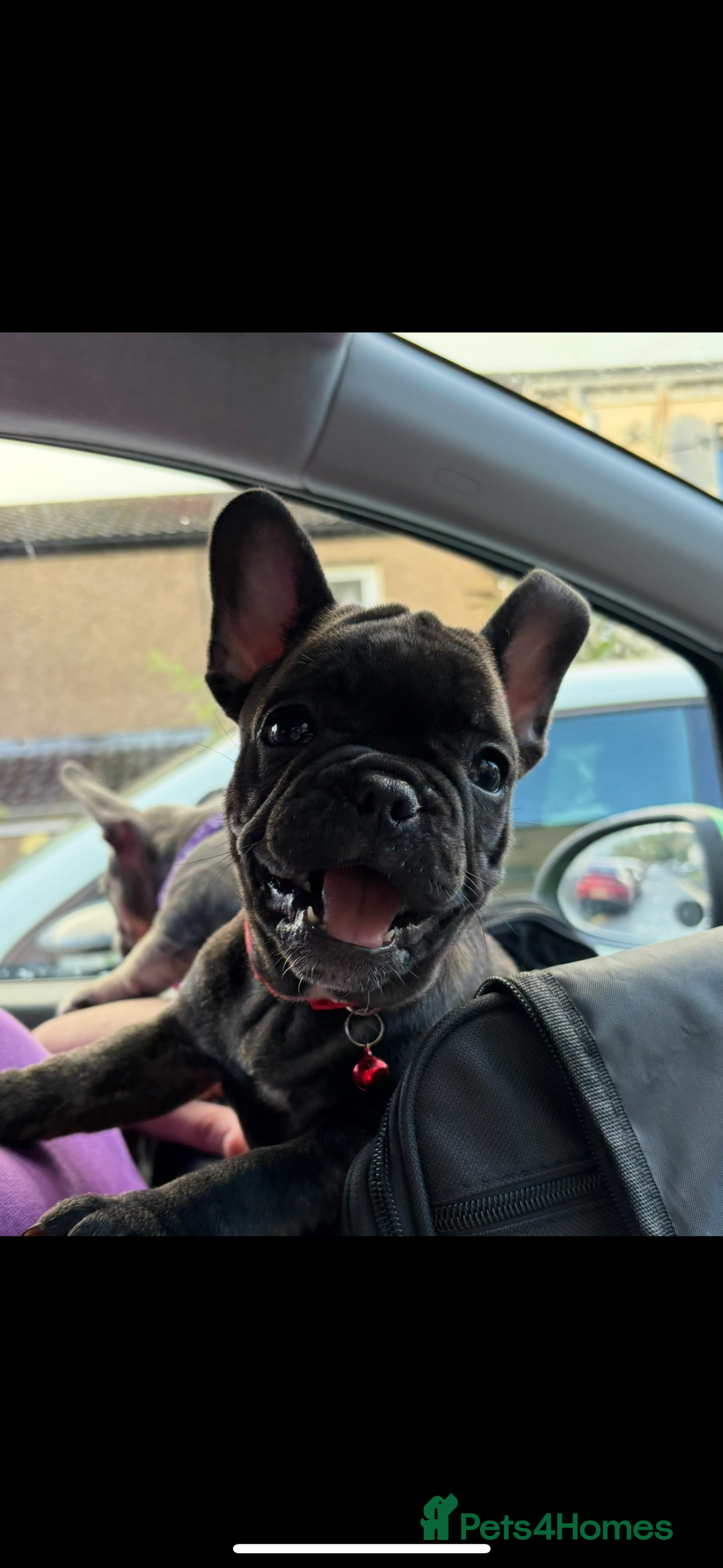 French Bulldog dogs for sale: French bulldog puppies - Image 5