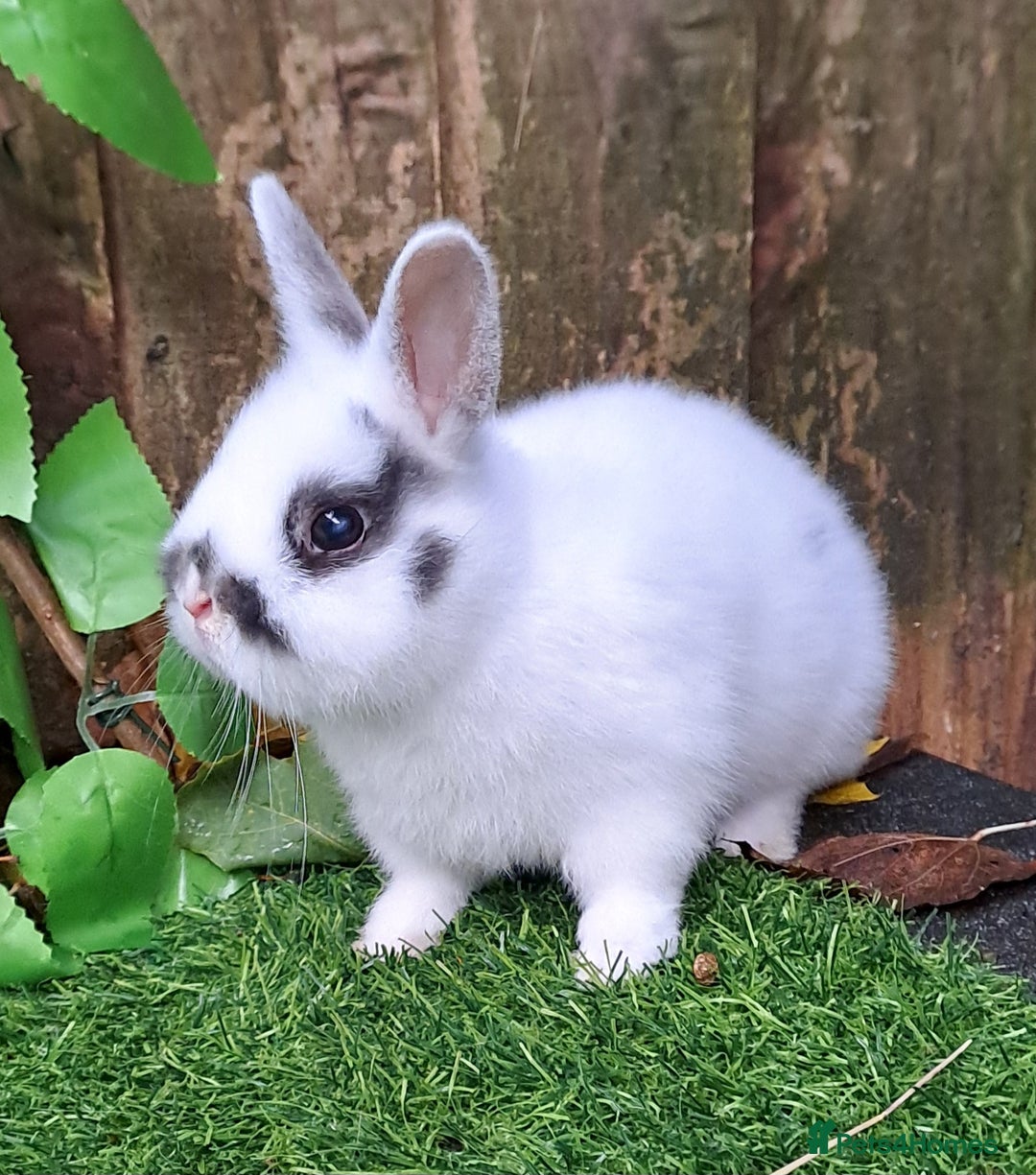 Netherland Dwarf rabbits for sale: PURE BRED NETHERLAND DWARFS - VACCINATED READY NOW - Advert 5