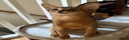 Abyssinian cats for sale: TICA 5* pedigree Abyssinian Kittens  - Advert 4