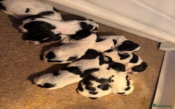 Sprocker dogs for sale: Sprocker puppies  - Image 5