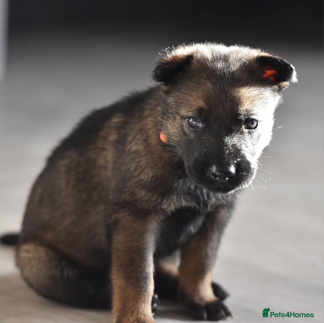 Mixed Breed dogs for sale: GSD × Dutch Herder – Top European Working Lines - Advert 16