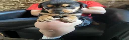 Mixed Breed dogs for sale: Dobermann  - Advert 1