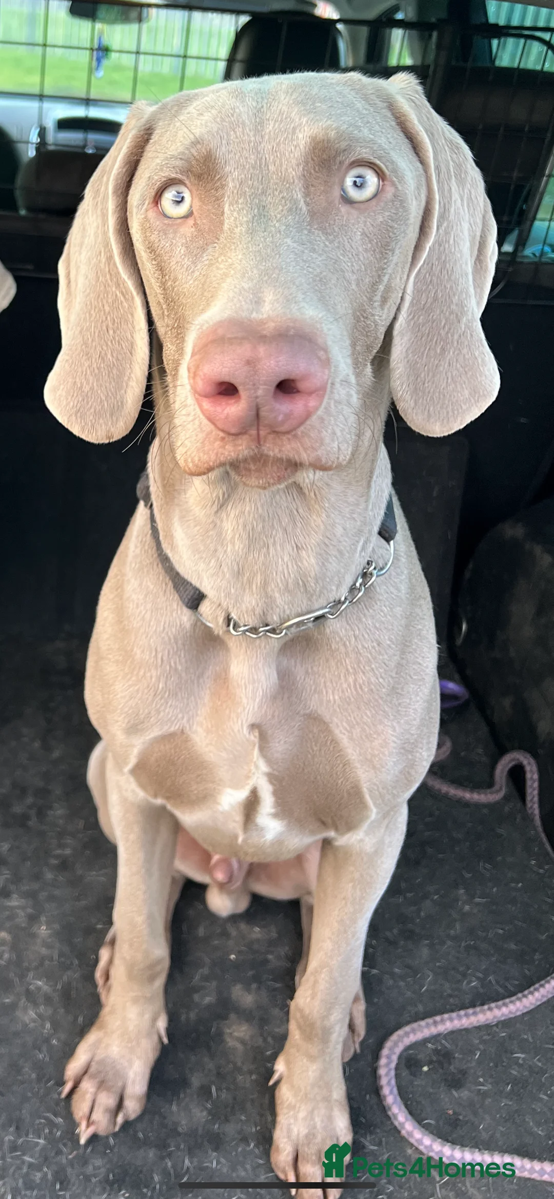 Weimaraner dogs for stud: Weimaraner for STUD  - Advert 2