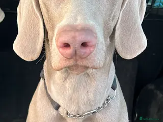 Weimaraner dogs My boy looking to stud - Advert 8